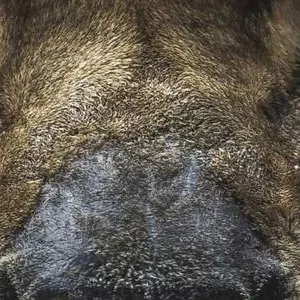 Sample photo of a lioness transformed with w_300,h_300,c_crop