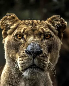 Sample photo of a lioness transformed with e_contrast:60