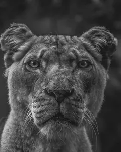 Sample photo of a lioness transformed with e_grayscale