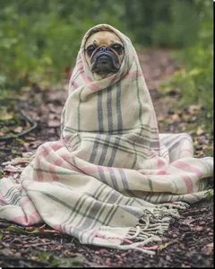 Sample photo of a dog transformed with e_shadow