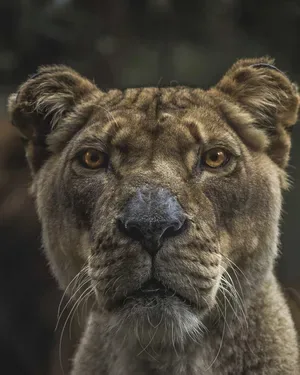 Sample photo of a lioness transformed with w_300,fl_horizontal