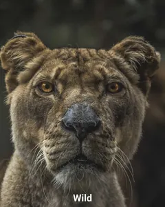 Sample photo of a lioness transformed with l_text:Roboto_72_bold:Fresh,co_white,g_south,y_40