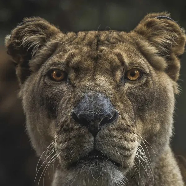 Flip applied to the lioness photo