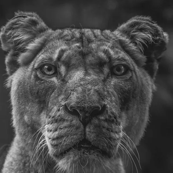 Grayscale applied to the lioness photo