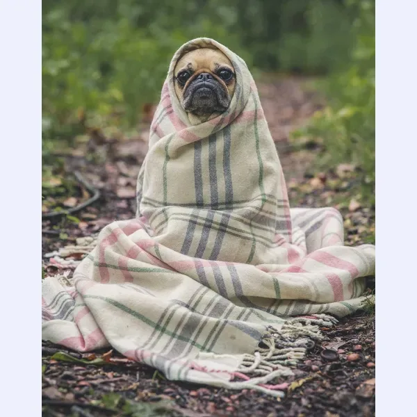Pad applied to the pug photo