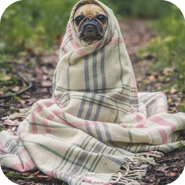 Rounded corners applied to the pug photo