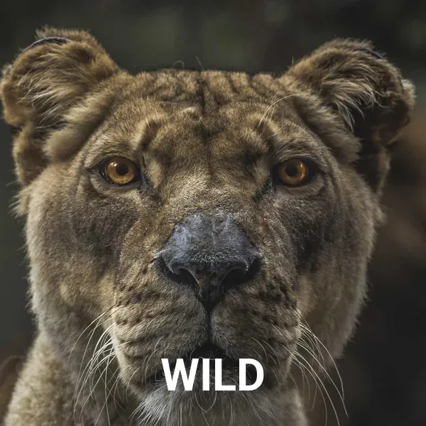 Text layer applied to the lioness photo