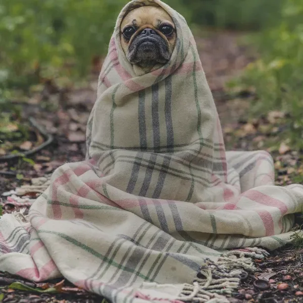 Vignette applied to the pug photo