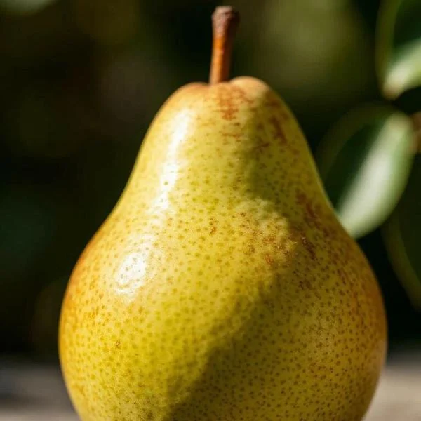 A pear photo rendered by the Frametile engine
